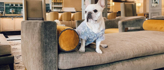 Angie-Staypineapple-pets